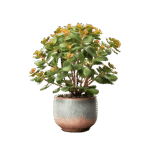 Black-eyed Susan - Image 4