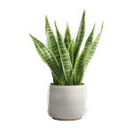 Japanese Maple Tree - Image 4