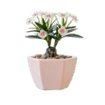 plant-8 White Water Lily - Image 1